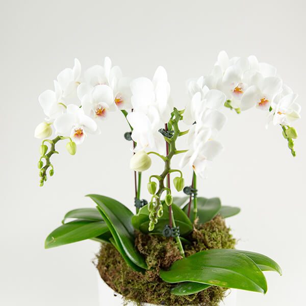 White Mini Orchids at Jong Young Flower Market by Sarah Melissa