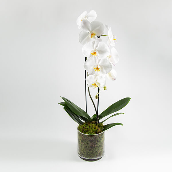 Single Stem White Orchid | Orchids - Jong Young Flower Market